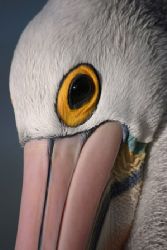 Australian Pelican wins with American Pelican in the beau... by Pawel Achtel 